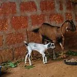 Vishaal Estate And Farm House