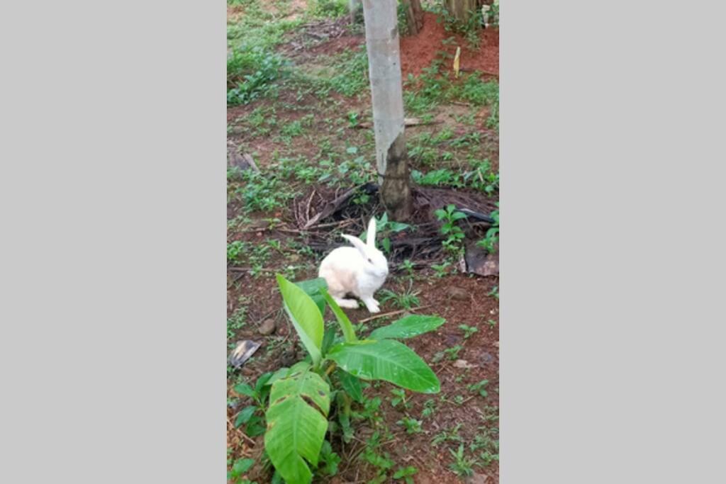 Nidhivana Farms & Resort, Bakrebail-salethoor Rd, Apartment