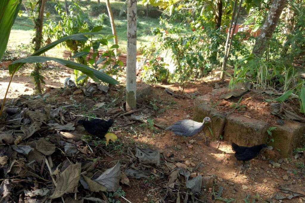 Nidhivana Farms & Resort, Bakrebail-salethoor Rd,