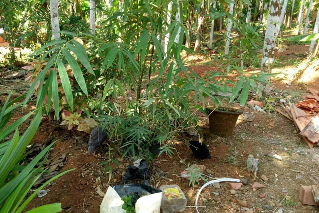 Nidhivana Farms & Resort, Bakrebail-salethoor Rd, * Mangalore