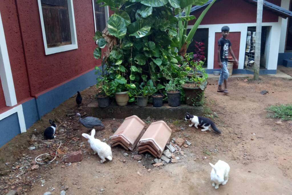 Nidhivana Farms & Resort, Bakrebail-salethoor Rd, Apartment