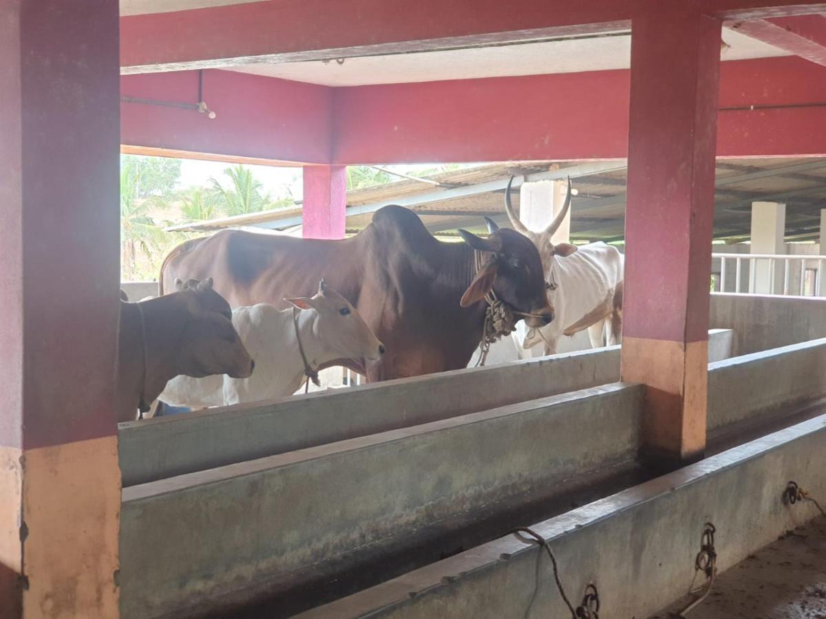 Pajeer Farms Farm stay