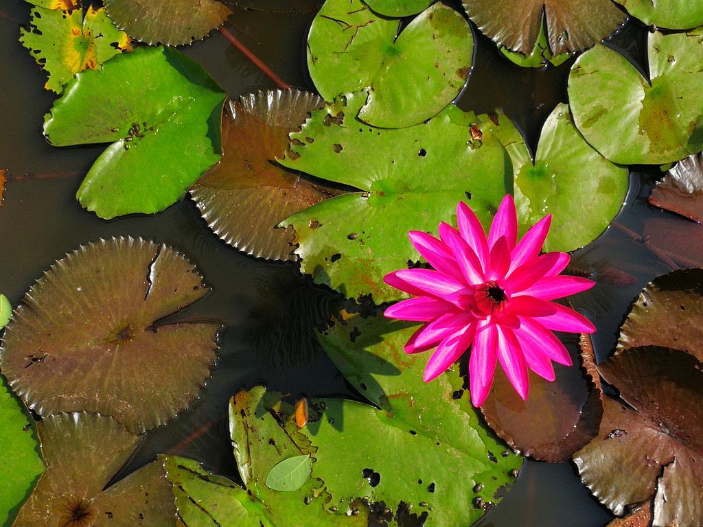 Nisarga Nirvana River House * Mangalore